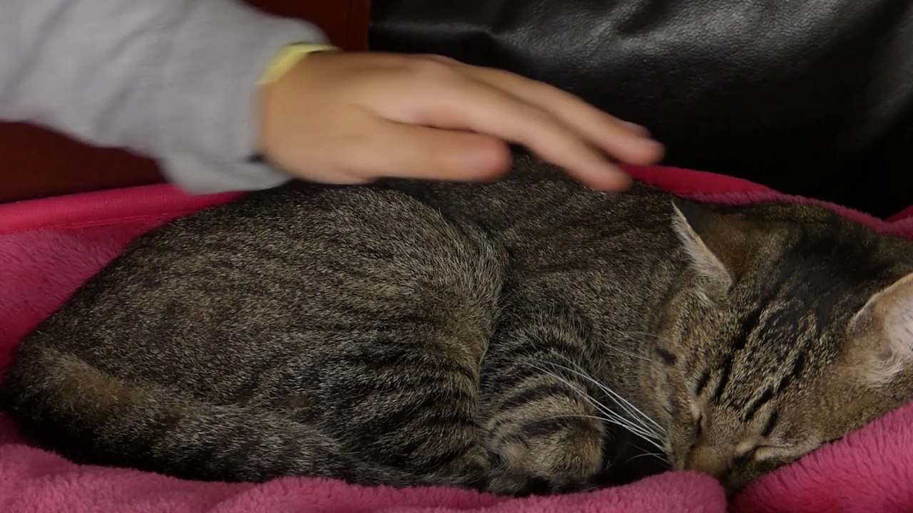 ASMR With Cats
