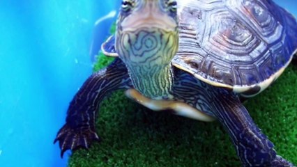 hábitat de tortugas