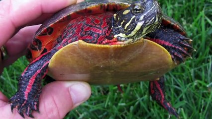 LAS 10 TORTUGAS PERFECTAS PARA PRINCIPIANTES