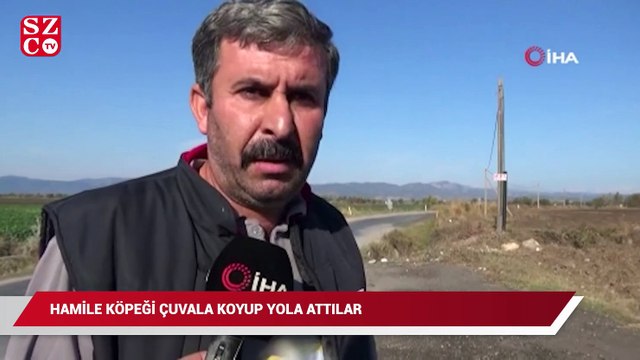 Hamile köpeği çuvala koyup yola attılar