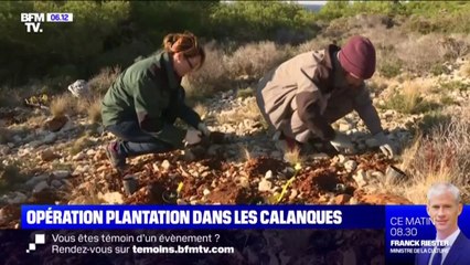 Dans les calanques de Marseille, des écologistes replante l'astragale, maltraitée par les randonneurs et la pollution