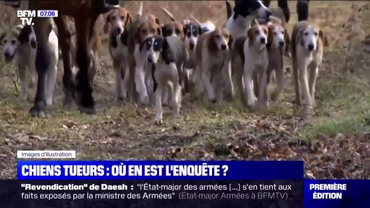 Où en est l'enquête des chiens tueurs, près de deux semaines après la mort d'Élisa Pilarski?