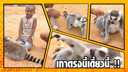 หยุดทำไมเจ้าทาส ! มาดูลีเมอร์จอมสั่ง ยัง.. ยังไม่เกาหลังให้ต่ออีกนะมนุษย์
