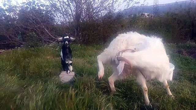 Bizim damızlık halep maltiz kecisiyle sevimli zıpzıp yavru oglaklari keçi yavruları videoları