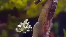sea horse giving birth
