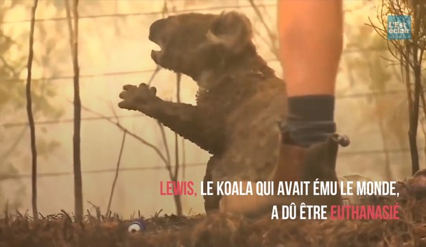Koala : pourquoi l'espèce est en danger