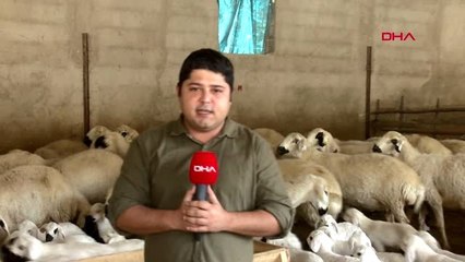 Adana'da diplomalı çobanlar yetişiyor