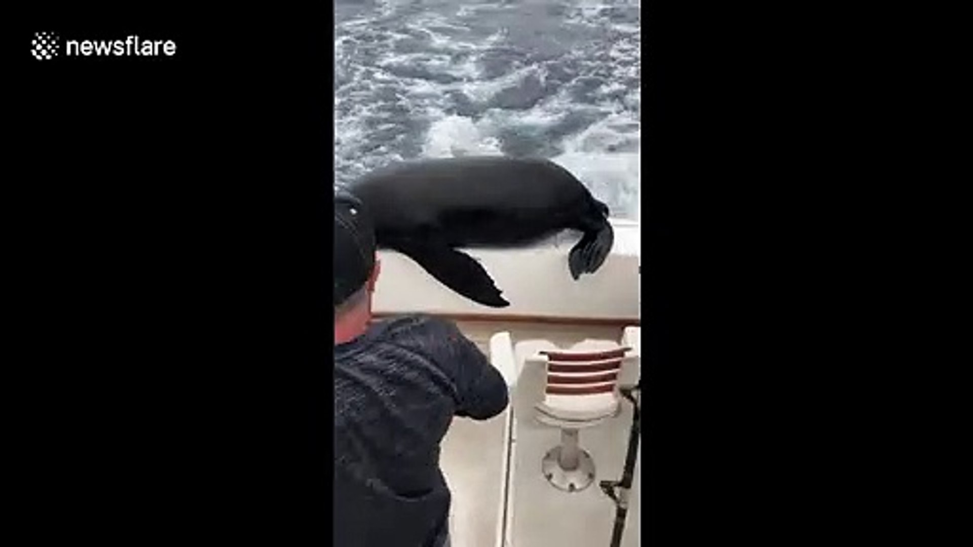Sea lion climbs onto boat and starts eating US fishermen's bait ...