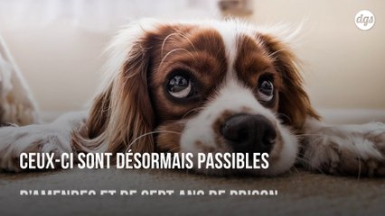 La cruauté envers les animaux est désormais un crime fédéral aux États-Unis