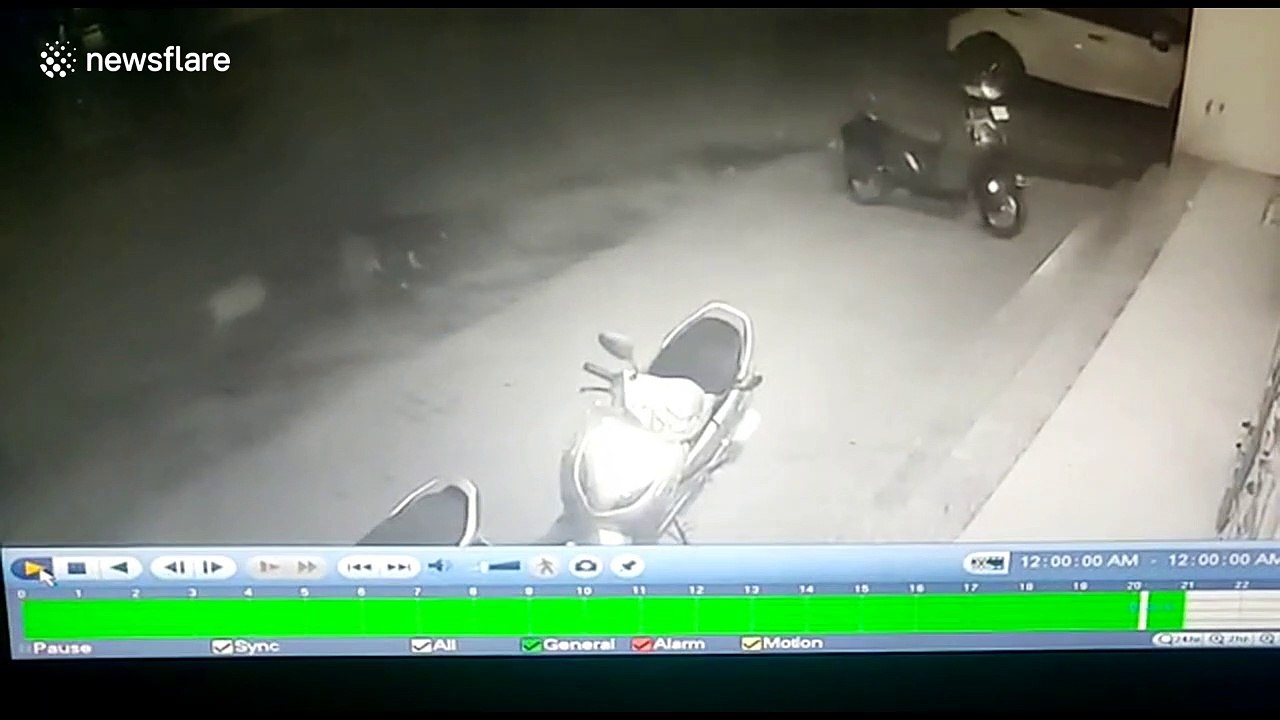 Motorcyclist knocked over by two bulls fighting in western India