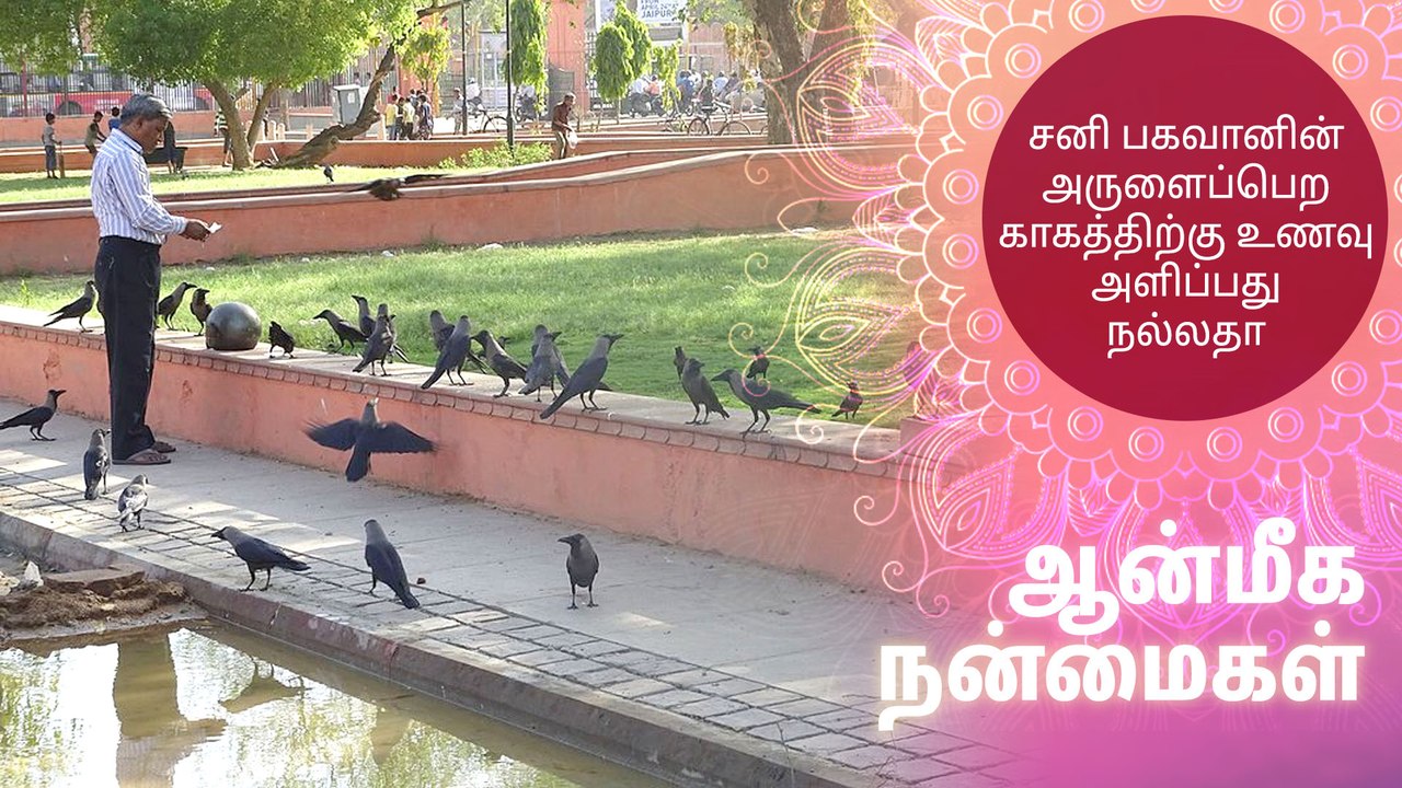 சனி பகவானின் அருளைப்பெற காகத்திற்கு உணவு அளிப்பது நல்லதா?