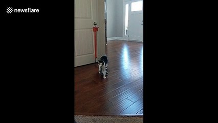 Hilarious moment a cat waddles over to owners while bringing them ‘gifts’