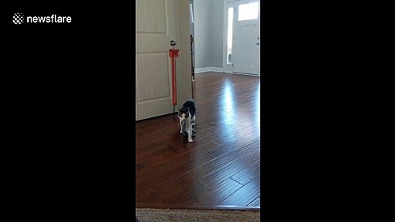 Hilarious moment a cat waddles over to owners while bringing them ‘gifts’