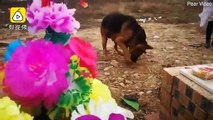 Ölen sahibini özleyen köpek, toprağı kazarak sahibine ulaşmaya çalıştı Mezardan ayrılmayı