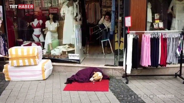 Üşüyen köpeğe örtülen battaniye yürekleri ısıttı