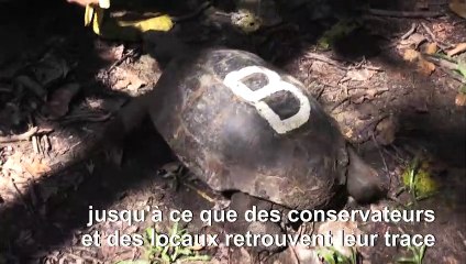 Bangladesh: nouvel espoir pour une tortue menacée d'extinction