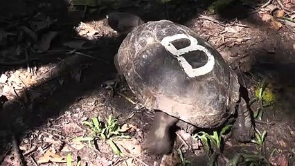 Bangladesh: nouvel espoir pour une tortue menacée d'extinction
