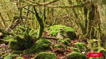 Contre les chasseurs, ces citoyens rachètent des parcelles de nature