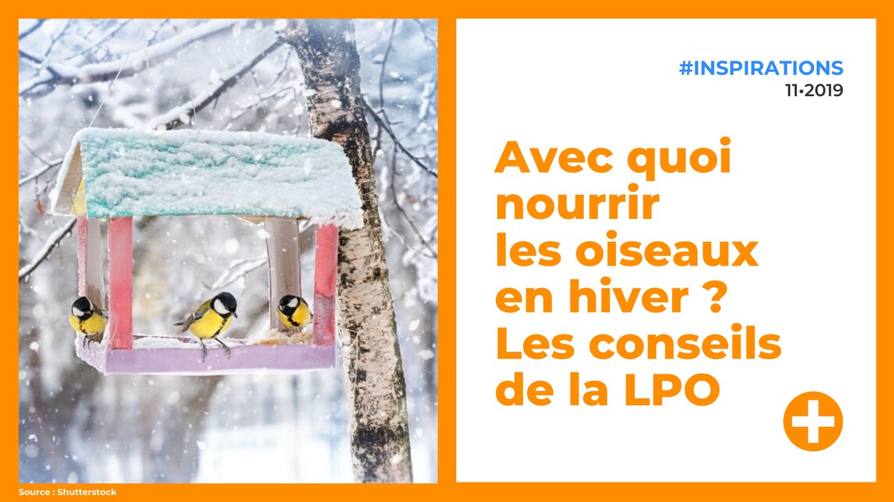 Avec quoi nourrir les oiseaux en hiver ? Les conseils de la LPO Vidéo Dailymotion