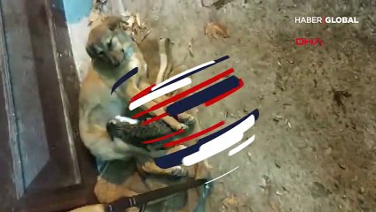 Sokak köpeği öksüz kediyi böyle emzirdi