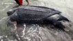 Giant leatherback sea turtle found dead on beach in the Philippines