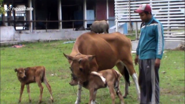 Cow in Indonesia gives birth to rare eight-legged calf