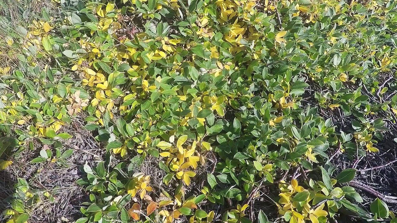Groenland : VIDEO faune et flore