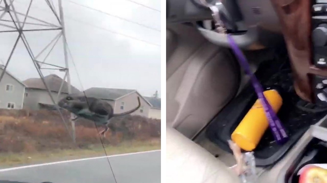 Une souris glisse sur la vitre et rentre par le toit ouvrant