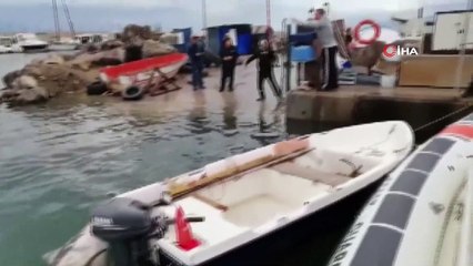 Bursa'da 300 kiloluk ölü yunus bulundu