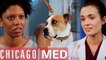 This Dog Could Smell My Cancer?! | Chicago Med