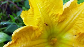 A  insect  in pumpkin flower.