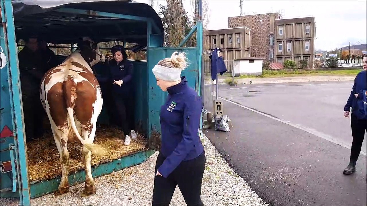 Vesoul : une Montbéliarde de 4 ans participe au salon de l’agriculture avec 6 étudiants