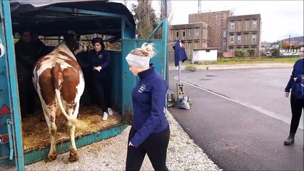 Vesoul : une Montbéliarde de 4 ans participe au salon de l’agriculture avec 6 étudiants