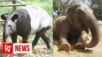 Animal parts trading rampant on social media