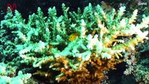 Dying Coral Might Be Revived by Sounds of Healthy Reefs Playing Through Loudspeakers
