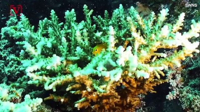 Dying Coral Might Be Revived by Sounds of Healthy Reefs Playing Through Loudspeakers