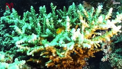 Dying Coral Might Be Revived by Sounds of Healthy Reefs Playing Through Loudspeakers