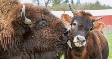 Dans cette ferme de l'Oregon, Helen, un bison aveugle et solitaire, était délaissée par les autres animaux jusqu'à sa rencontre avec un veau