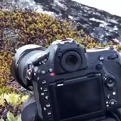 Fotoğraf makinesini merak eden kutup tilkisinin objektifteki yansımasıyla karşılaştığı anlar
