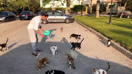 الفنان مدحت صالح يطعم القطط في الشارع