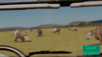 YTP - Green Eggs and HONK