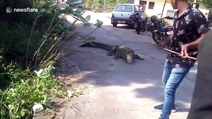 Massive crocodile rescued after wandering roads in northern India