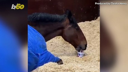 Must-See: Police Horse Won't Start Shift Without His Tea