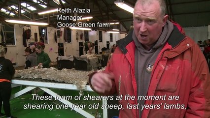 Falklands veers from sheep farming to nature tourism