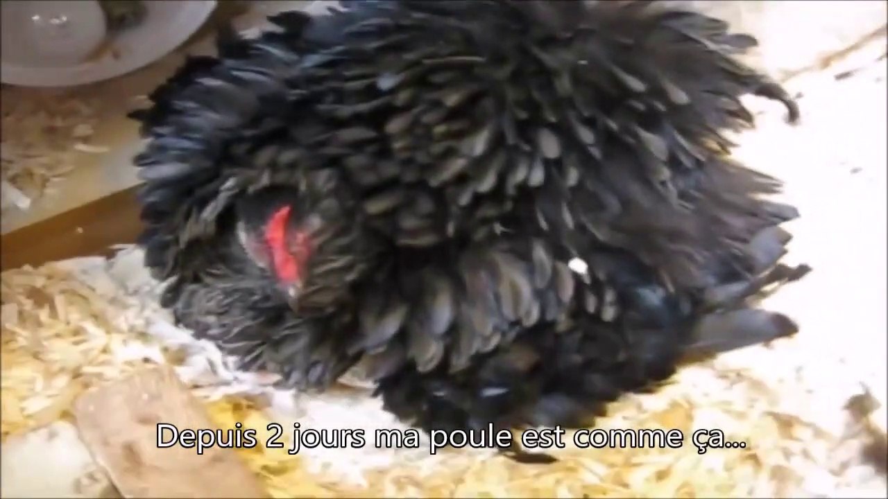 Sa poule travaille pour EDF et couve... des ampoules
