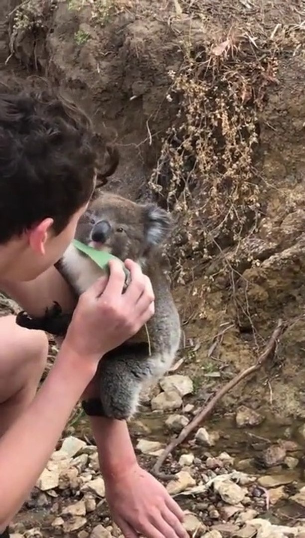 Un Bebe Koala Pas Du Tout Timide Grimpe Sur Un Touriste Video Dailymotion