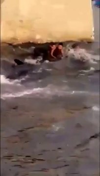 Des gens se mobilisent pour aider un baleineau perdu dans un port