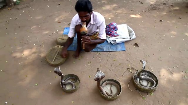 Ce charmeur de serpent n'a peur de rien