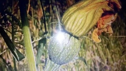 Lombrices en el Estomago- Los indigenas usan semillas de Calabaza