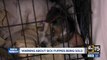 Valley rescue warns about backyard breeders selling sick puppies